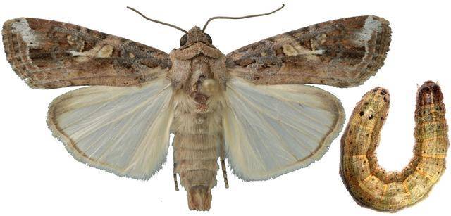 草地夜蛾斜纹夜蛾与草地夜蛾幼虫的比较菜粉蝶(small white),别名纹白