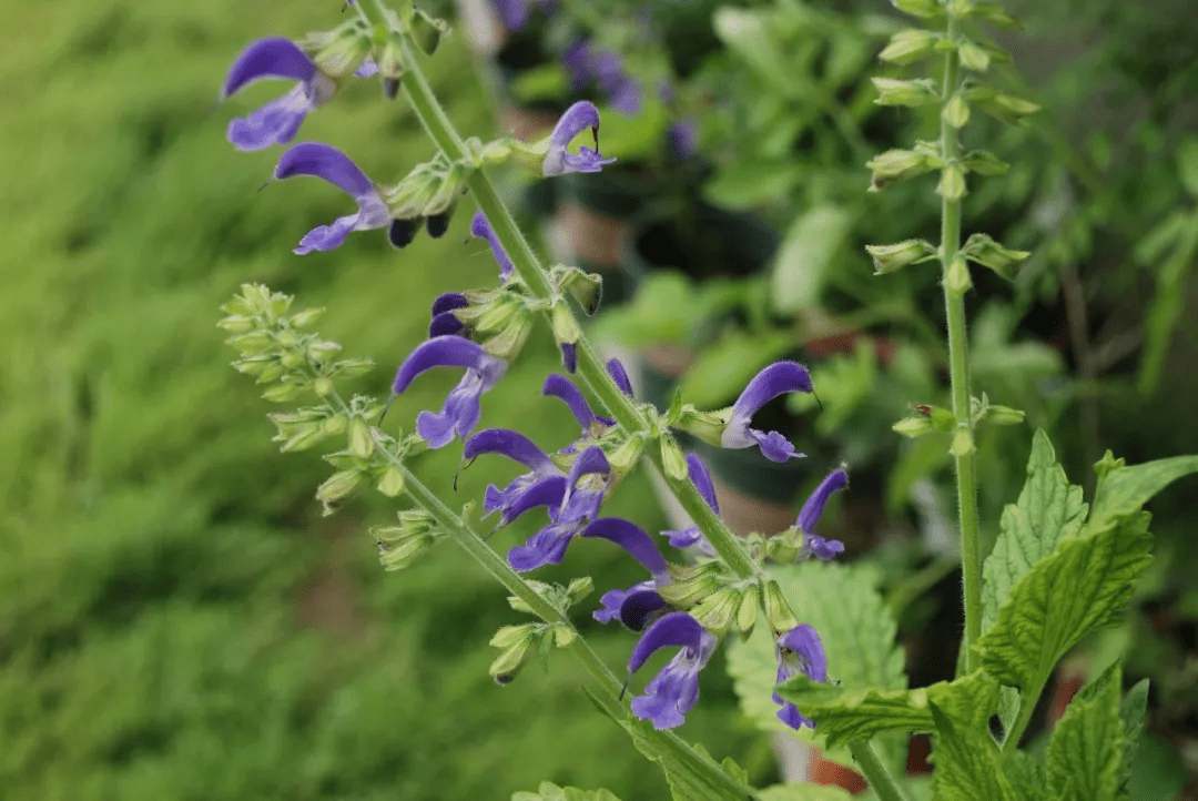 筑邦學堂|150餘種 · 常見藥用植物