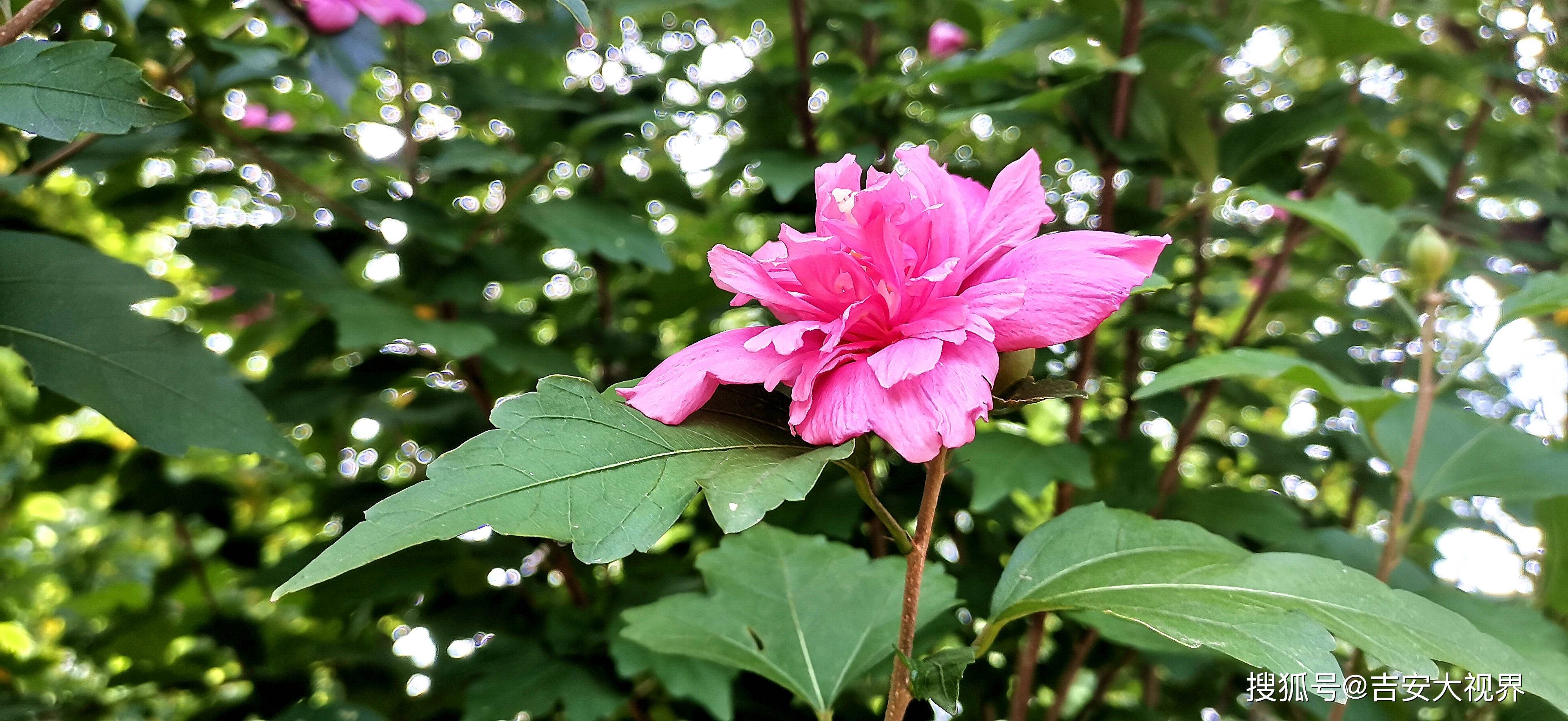 吉安视觉城区街头木槿花开正盛清新艳丽