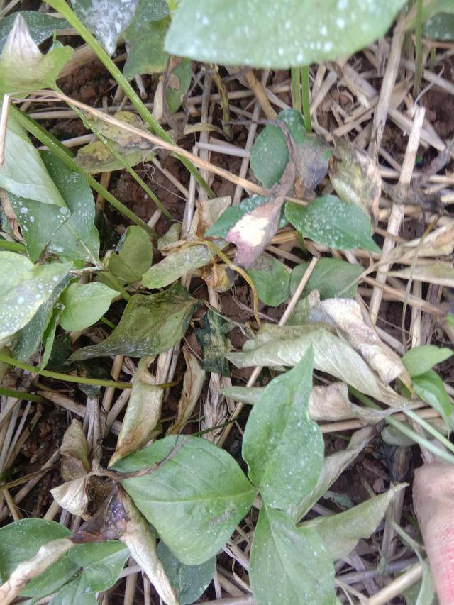 7月份高溫多雨,您應該這樣管理半夏,防治半夏細菌性軟腐病