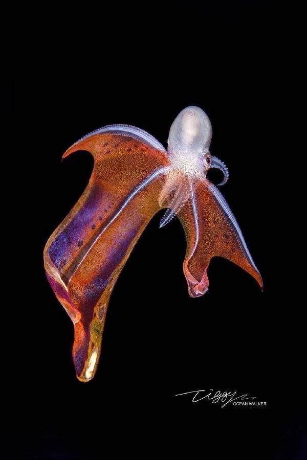 给你们看看深海世界的生物