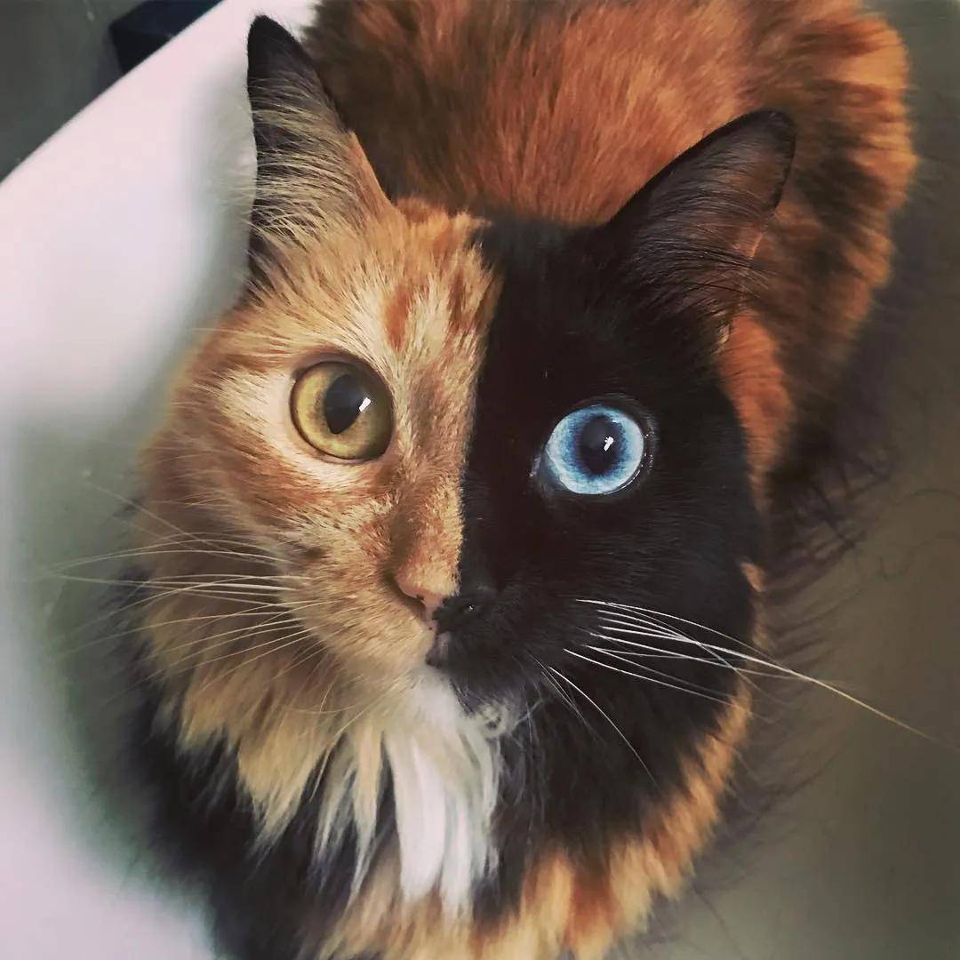 世界上最罕见的双面猫喜当爹!幼崽精准遗传,网友:看出来是亲生的!