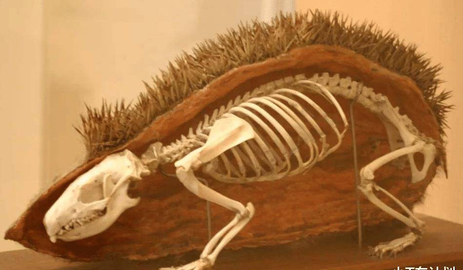 五种生物死后的骨架,纵然是生物学家,也难以用肉眼看穿其真面目