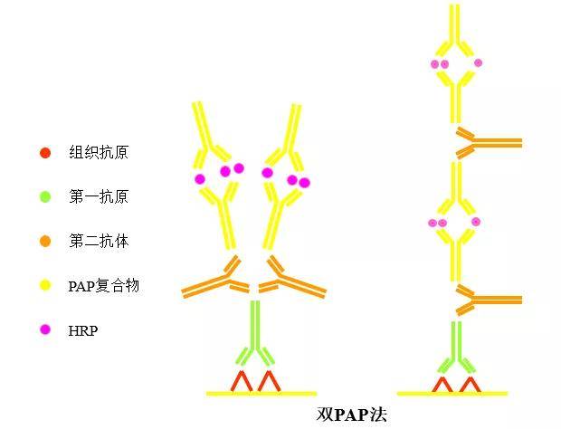 这些免疫组化染色方法你知道吗？快来get！！！_抗体