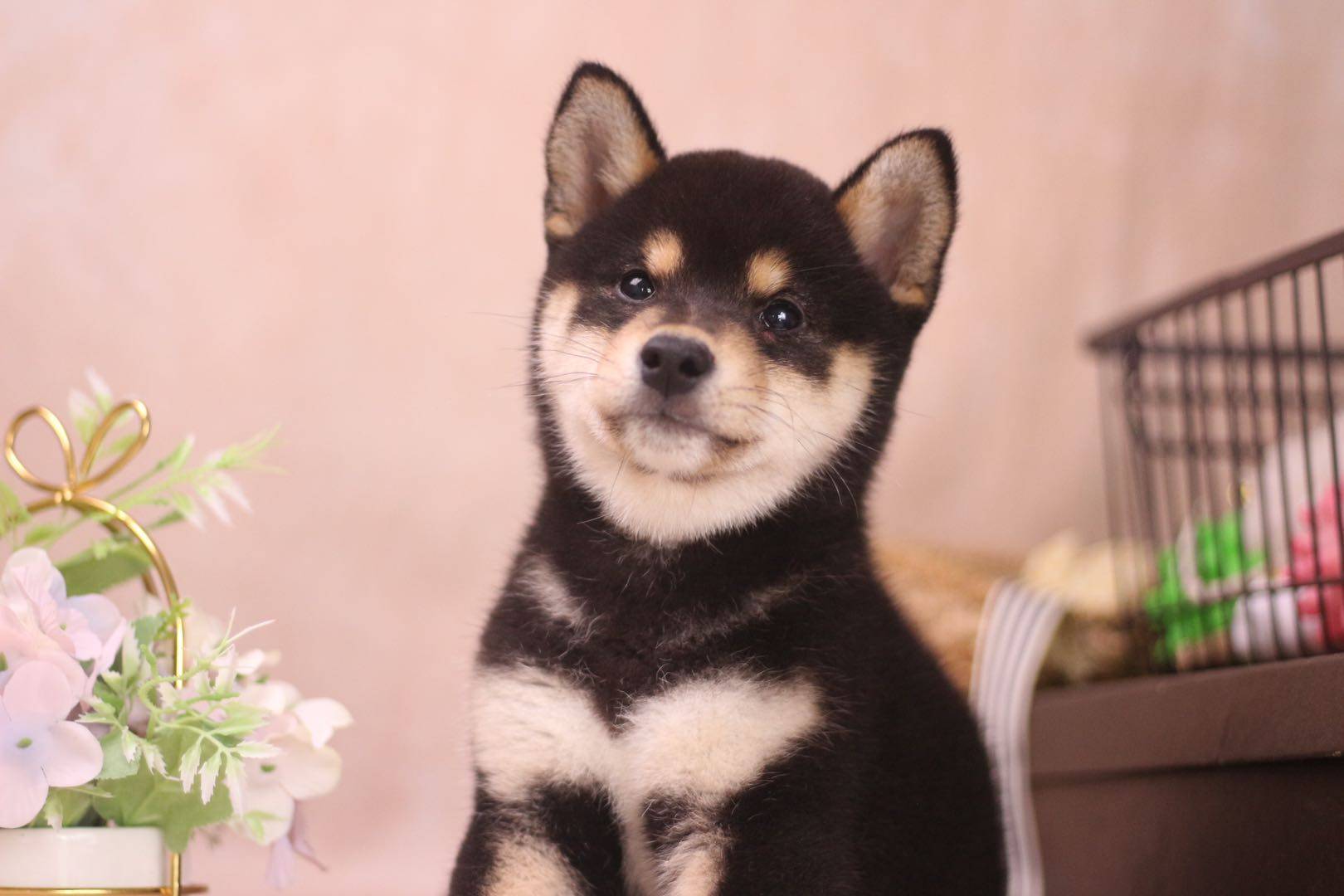 柴犬爆脸那些事儿_问题