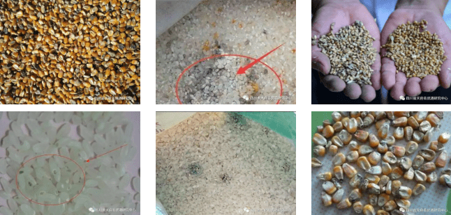 用发霉的粮食酿生料酒可不行