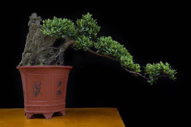 为什么别人家的中华蚊母造型都这么好看?这些修剪养护要点记住了_盆景