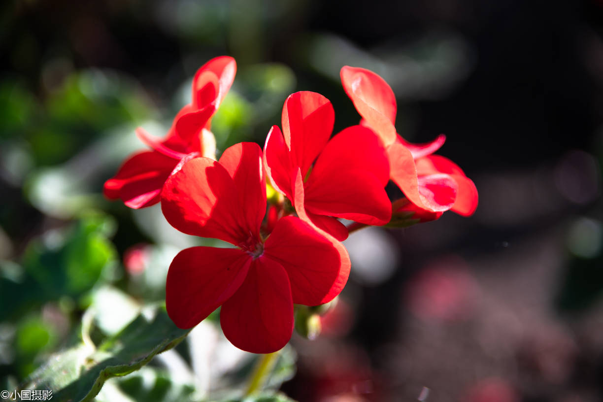 花卉摄影:马蹄纹天竺葵,象征着美好爱情的开始,为害羞男代言