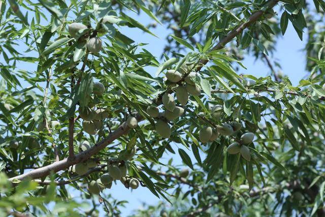 巴坦木果果树图片图片