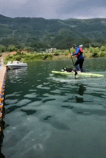 主人带哈士奇划船,惨遭翻船!二哈:咱也不知是哪只狗先动的脚