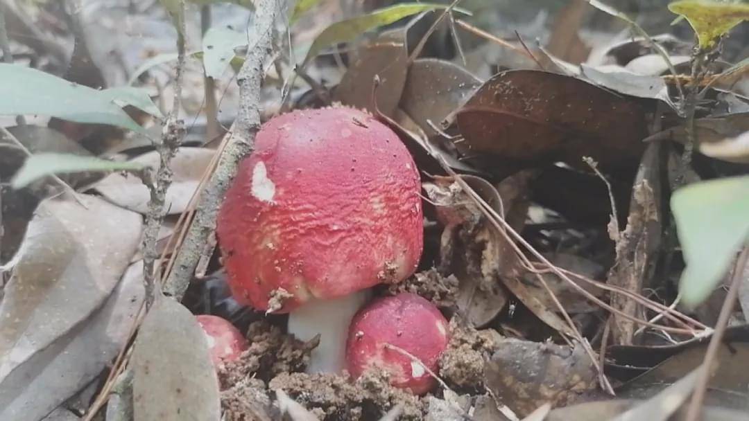 三明大田县:野生红菇采收忙 科学管护助增收