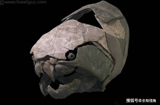 地球第一代重量级大杀器,披盔戴甲,没有牙齿,但咬穿鲨鱼无压力