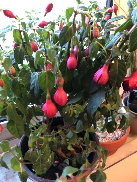 一盆小草花,开花"灯笼"挂满枝,养好就一点,管住手就行!