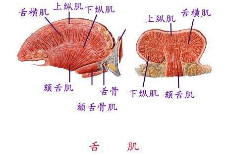 舌肌的解剖结构图图片