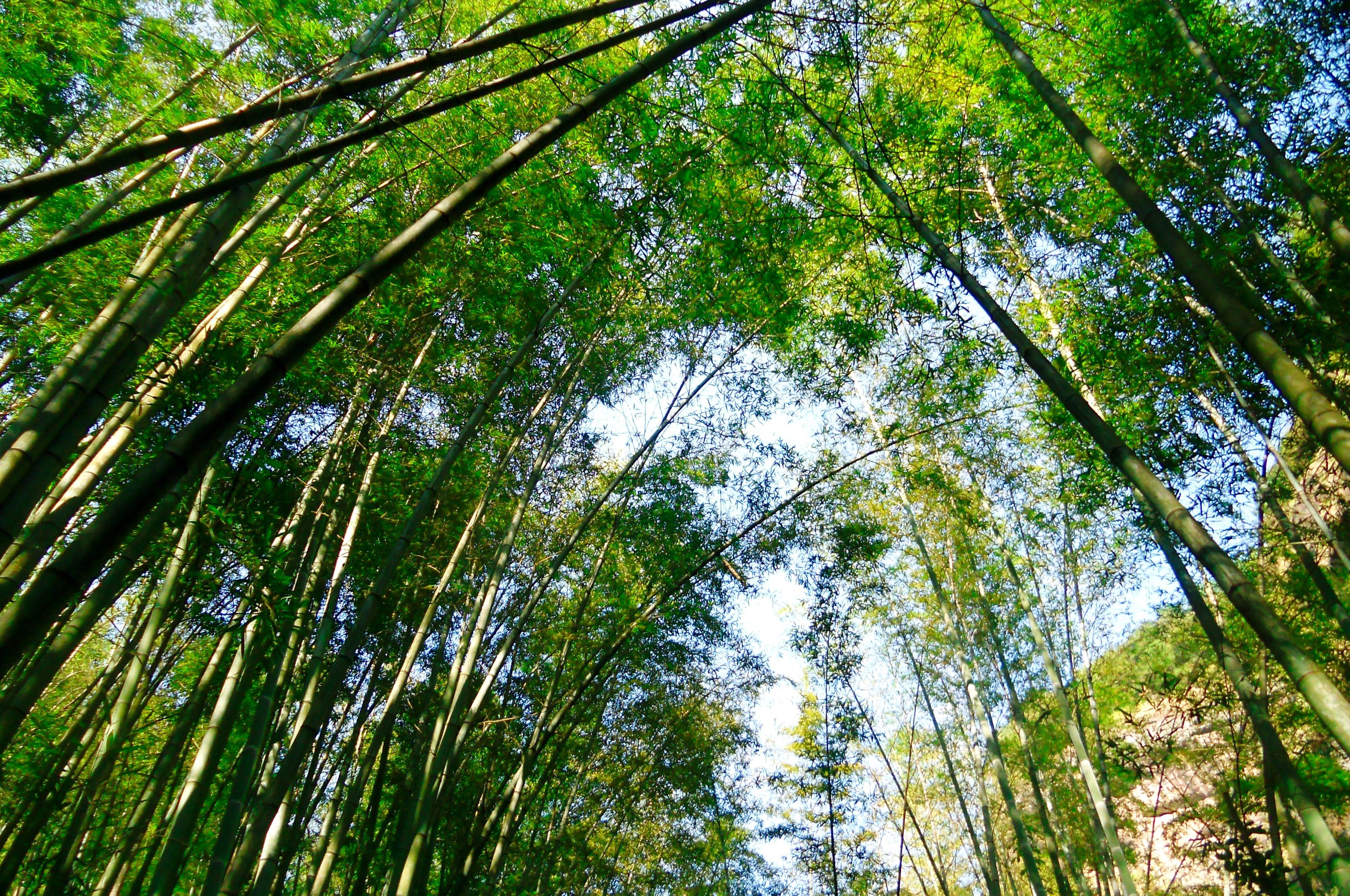 江西鹰潭龙虎山竹林