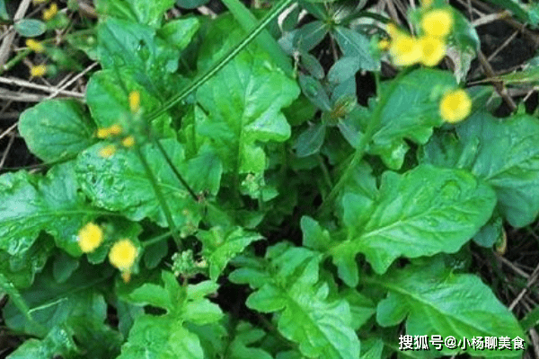 农村这四种常见的野草,竟然有这么多好处,尤其是牙疼的人要注意