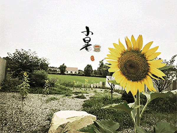 节气时逢小暑至美好正韶华