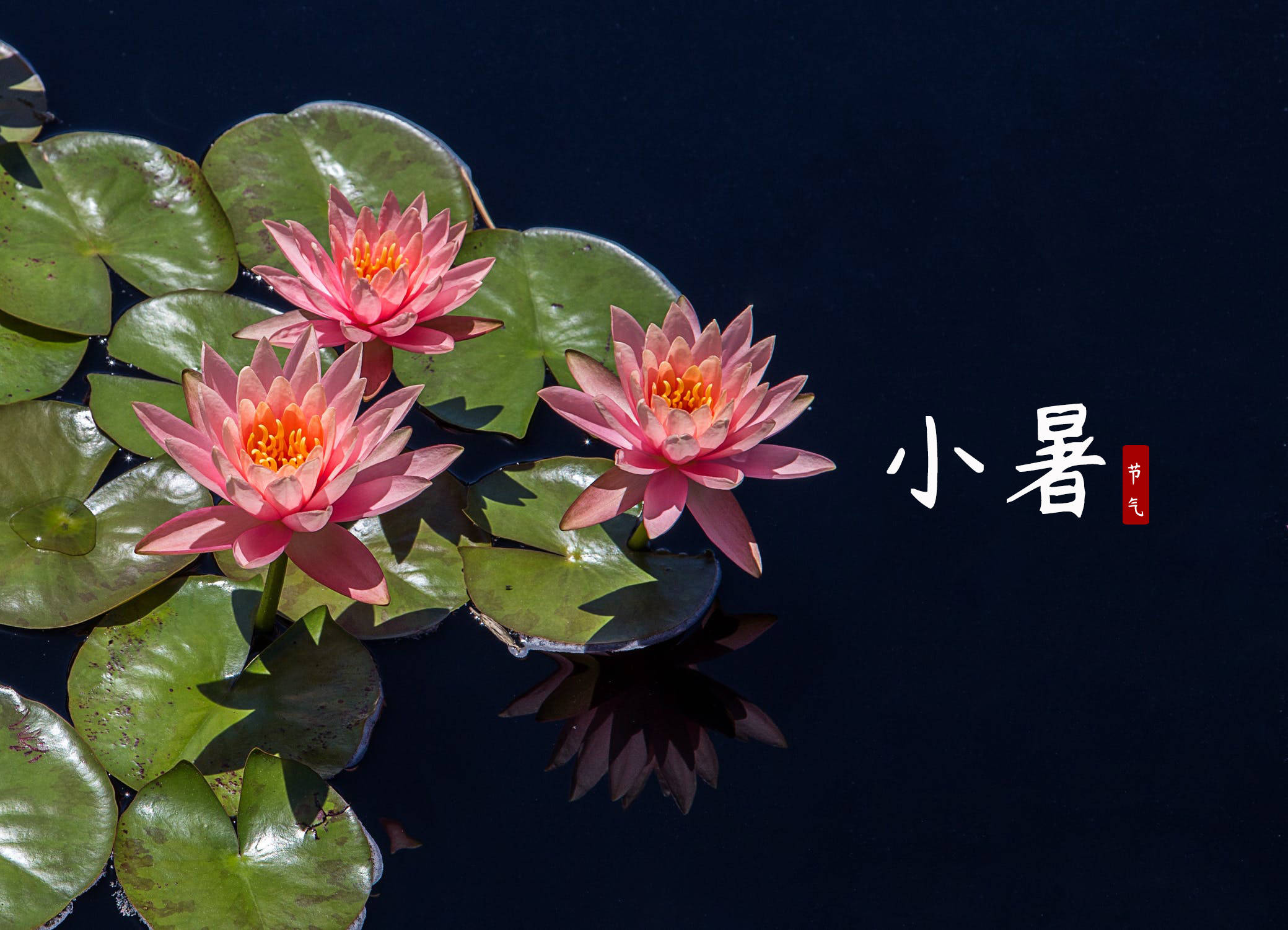 二十四节气|7月6日,小暑至