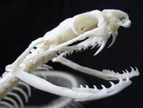 蛇骨手链是辟邪还是招邪 戴蛇骨链需要注意什么 团团金服