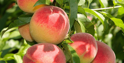 中国是桃子的原产地 境内的桃子种类品种数不胜数 可奉化水蜜桃硬是在