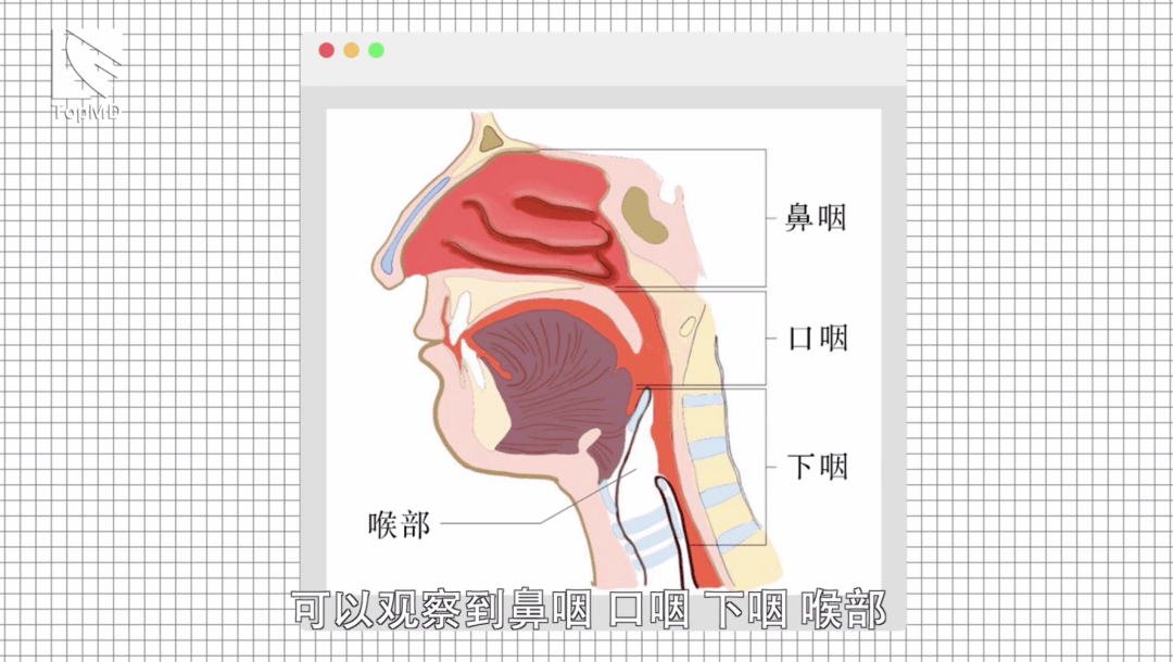 鼻咽喉镜都是从鼻腔进入,可以观察到鼻咽,口咽,下咽,喉部等黏膜表面