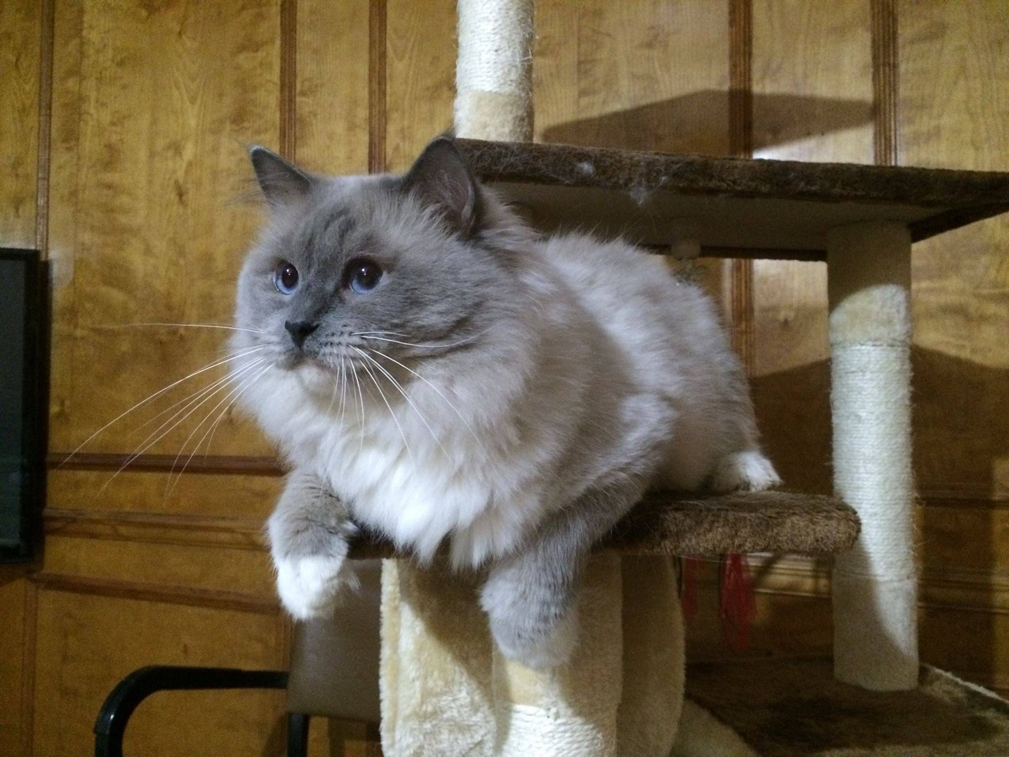 布偶猫哪里买健康,宠物小知识分享_毛发