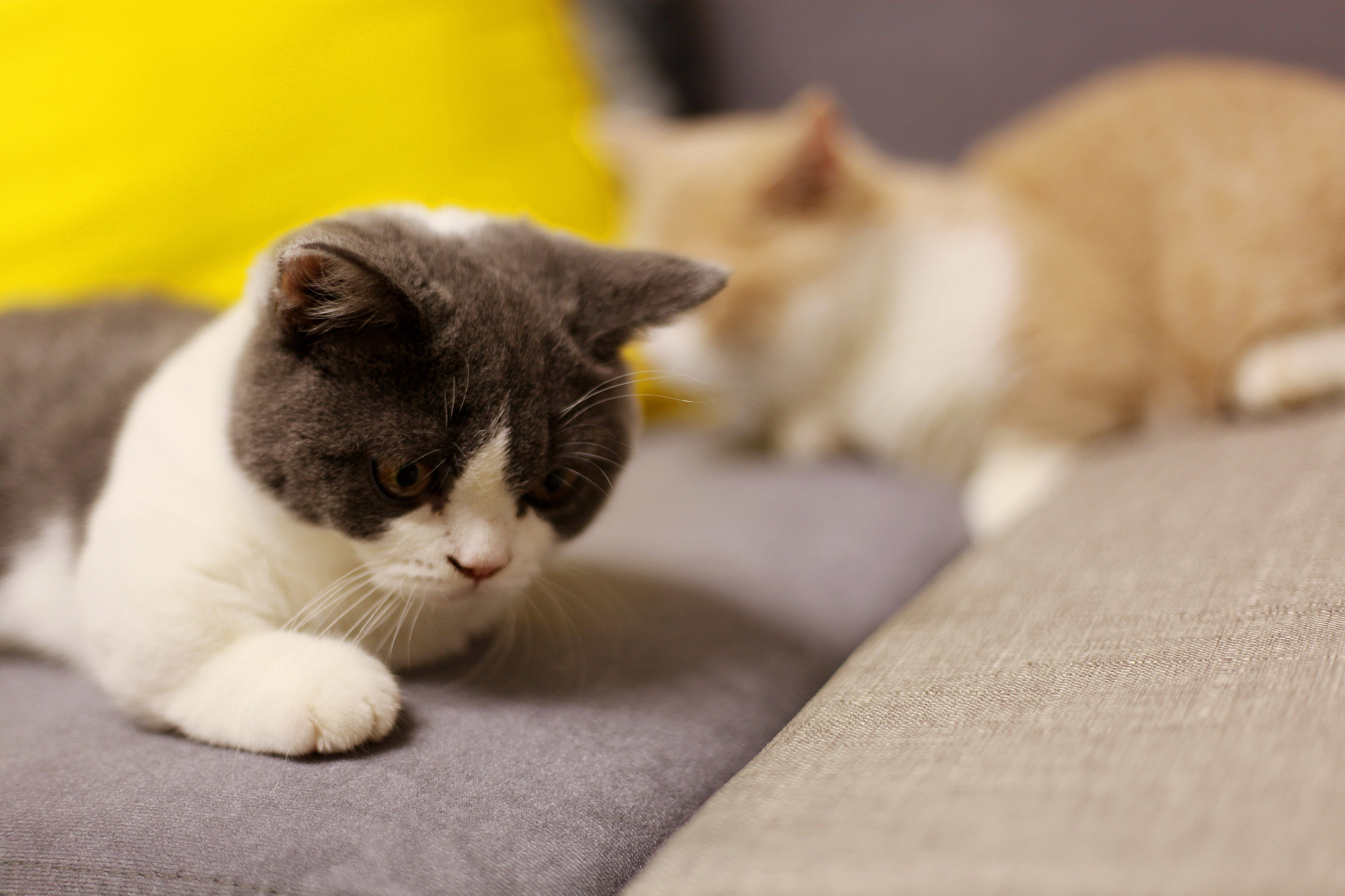 你还在纠结猫咪是否需要接种狂犬疫苗?猫柜,猫别墅为您护航!