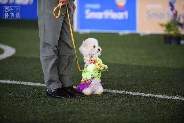 泰国国王玛哈的宠物狗"福福"有多幸福?获封元帅,王后为其献舞