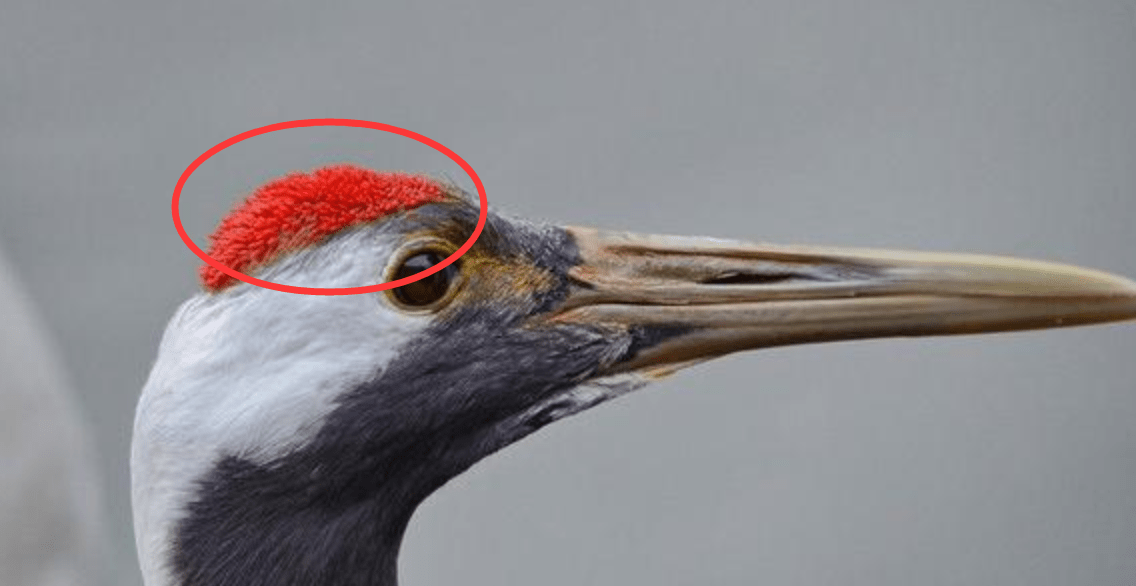 原创古代第一奇毒"鹤顶红",毒性到底有多大?看它的别名,就知道了