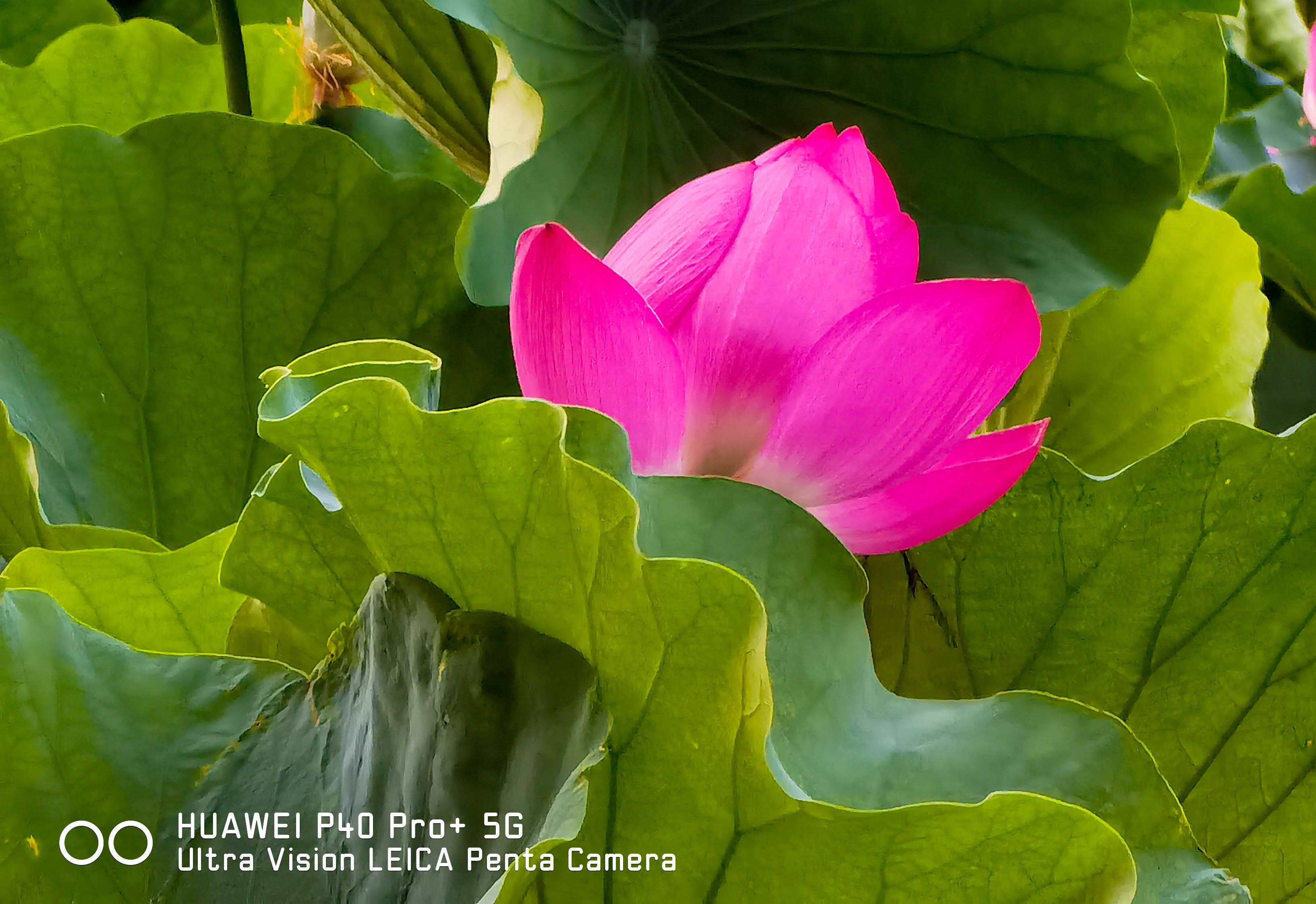 图赏:超大杯的华为p40pro  通州大运河公园拍摄