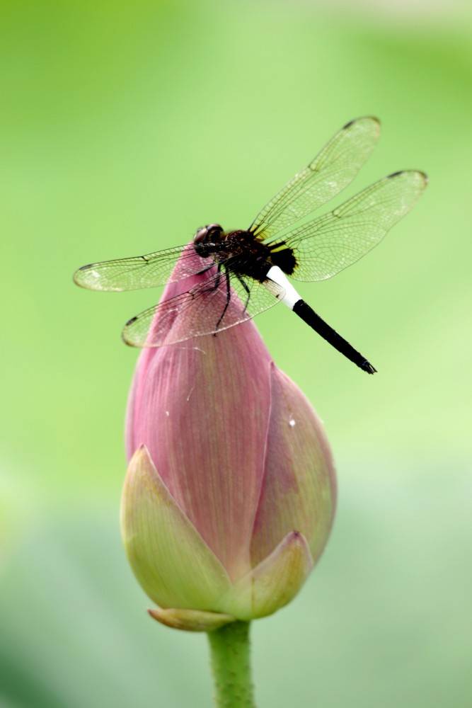 夏日荷塘之蜻蜓篇