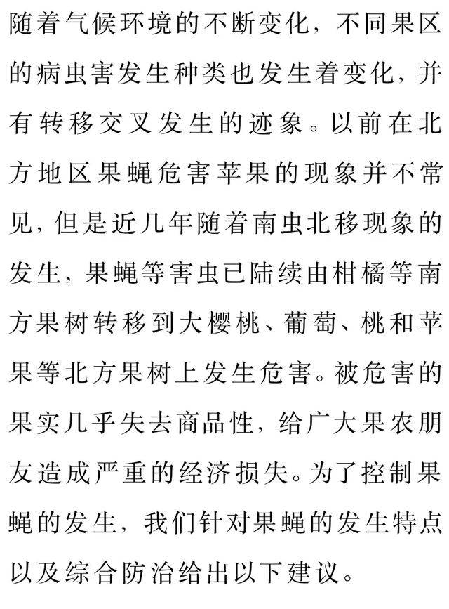 南虫北移,苹果也要小心果蝇了