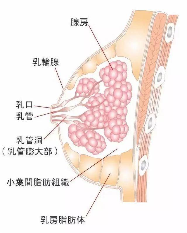 乳腺内部结构图片图片