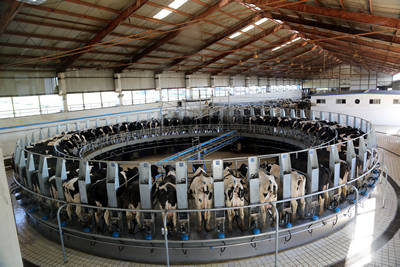 rfid如何实现自动化转盘式挤奶台高效工作?