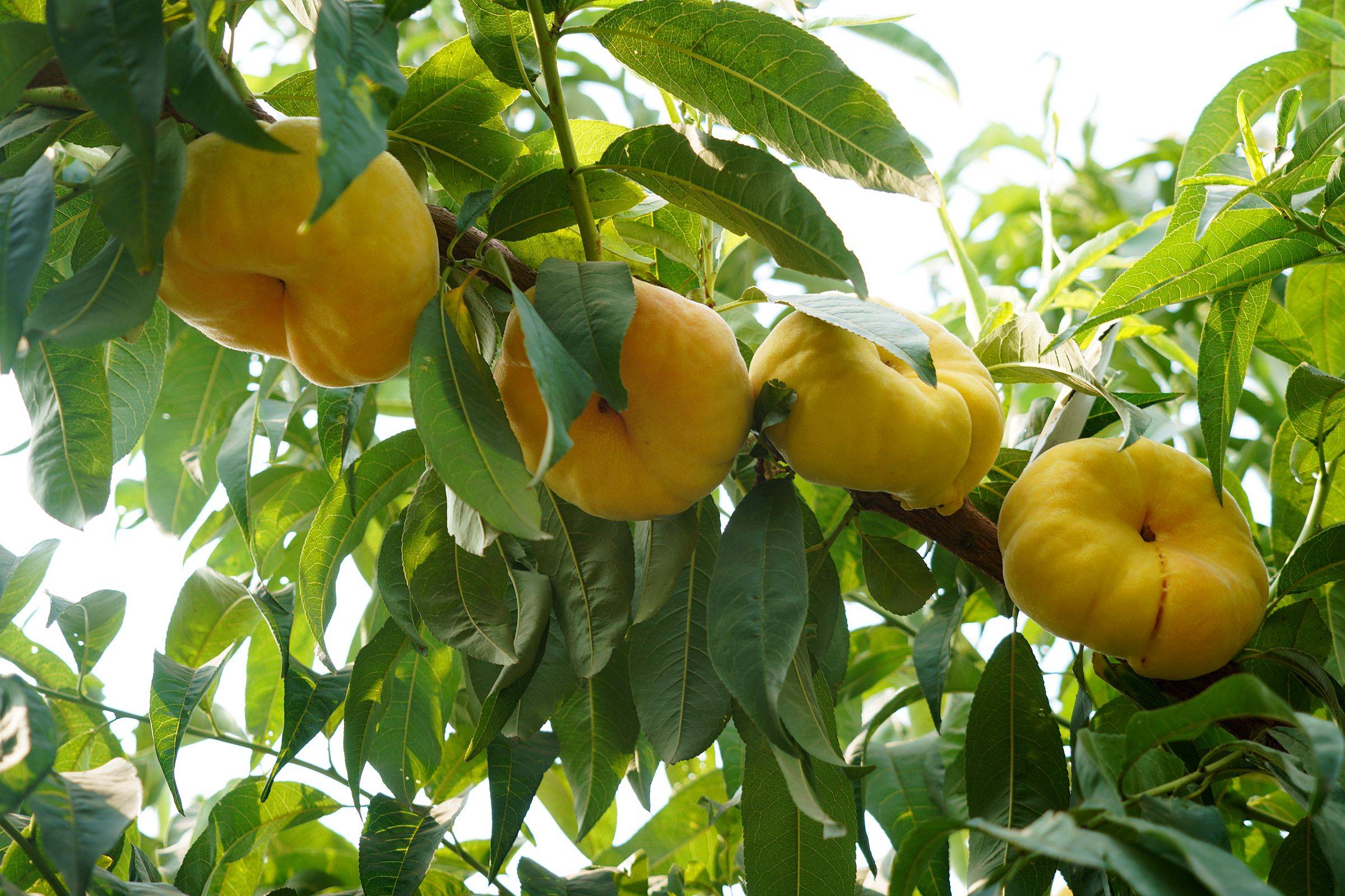 原创山西农民种植黄金蟠桃走俏市场,价格是普通桃子的10倍,看啥样