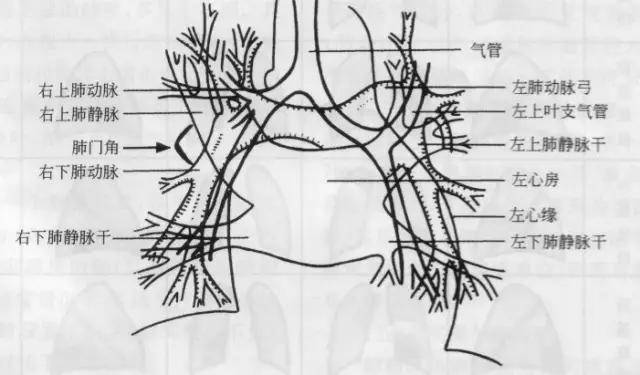 收藏详细的胸部x线解剖最基础最实用