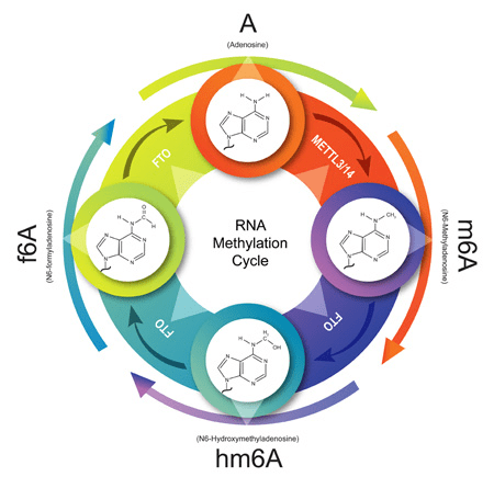 m6arna甲基化和去甲基化
