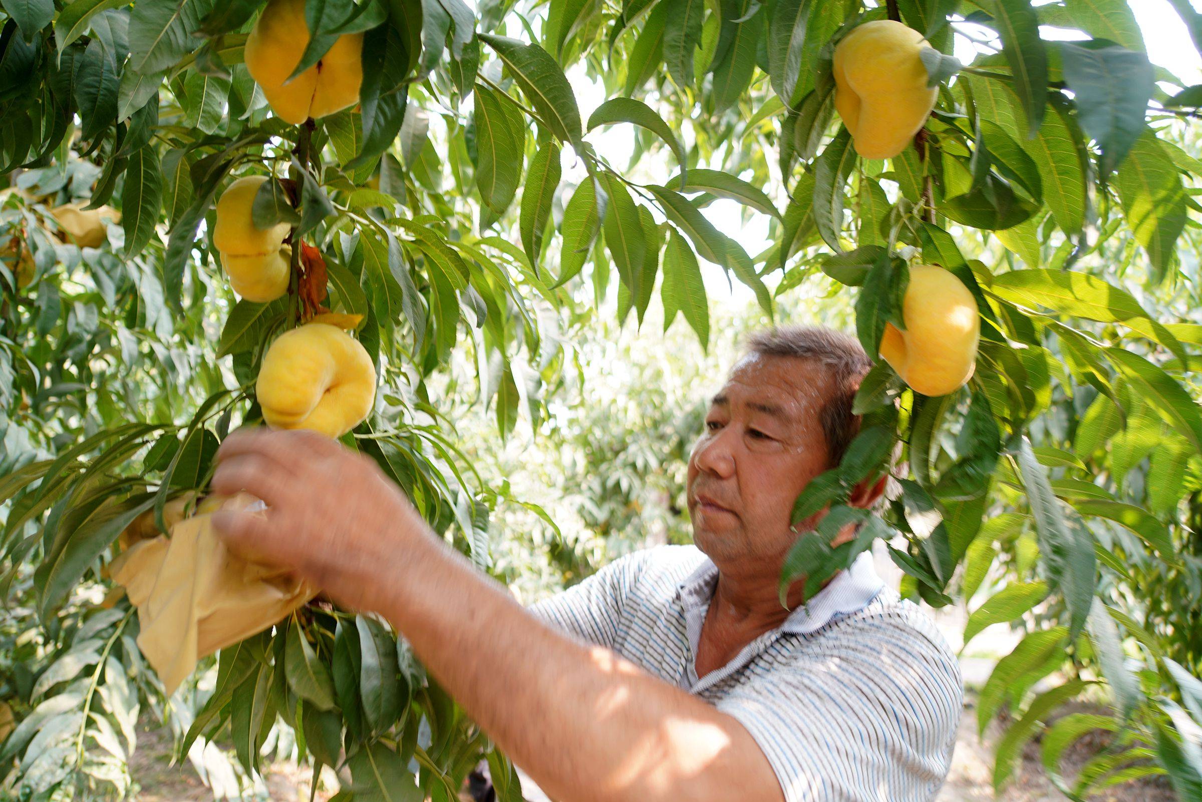 山西农民种植黄金蟠桃走俏市场,价格是普通桃子的10倍,看啥样