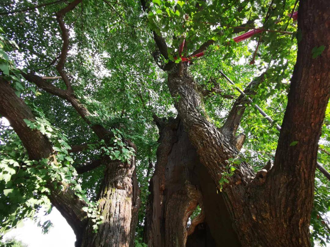 蚌埠锥子山森林公园:千年银杏树,栖岩寺石屋