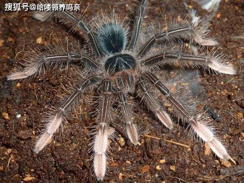 "你那蜘蛛(蝎子,蛇)那么恐怖,你快弄死吧!看见就害怕,扔出去危害社会"