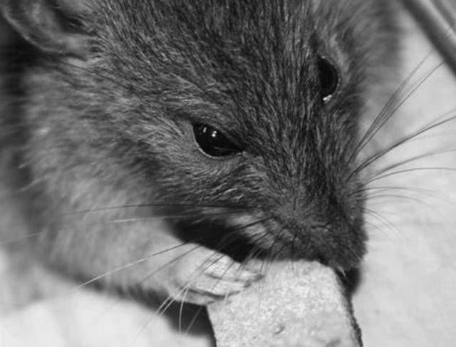 原创法遗体捐赠中心大量尸体被老鼠吃掉肢解残骸四处散落