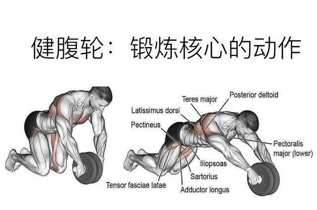 肌肉图示使用健腹轮进行训练,能练到那些肌群?