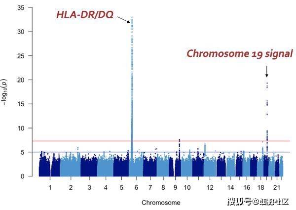 疾病|研究发现类固醇敏感性肾病综合征的新疾病易感基因