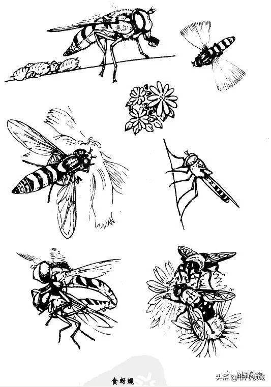 国画教程最全的昆虫白描图谱