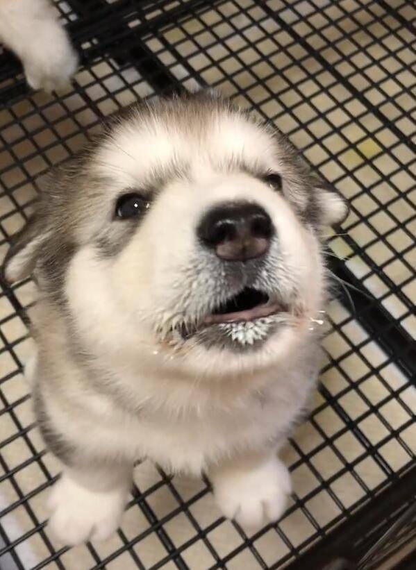 奶都还没有舔干,就在那里奶凶起来,很欠揍,但有时候又是很可爱,当然