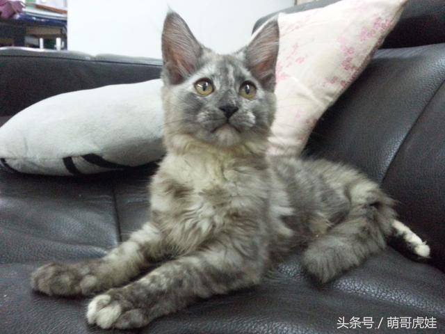 中国让不让养缅因猫,缅因猫价格多少钱一只-团团金服