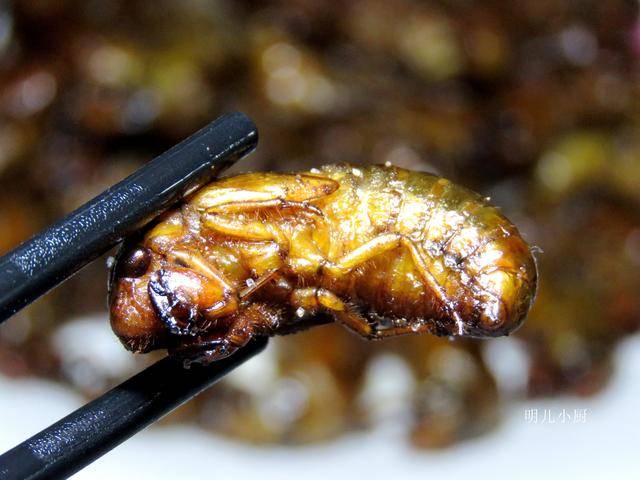 里转悠着玩,能找几个就算几个,而且我觉得找知了猴不光是为了吃那一口