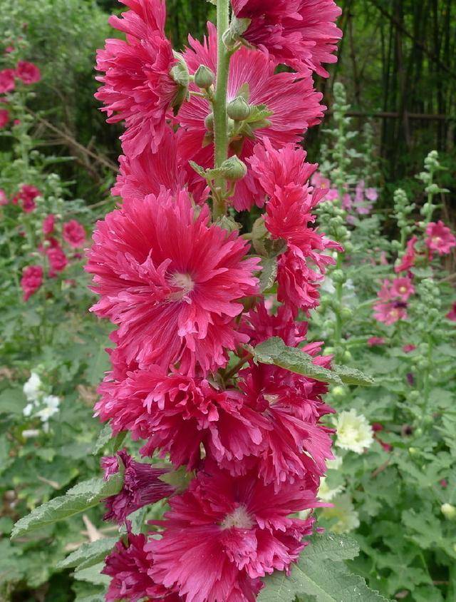 原创大红花一丈红朵朵似牡丹节节都高升
