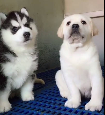 原创三个月大的拉布拉多偷亲哈士奇二哈把头一扭你口臭别亲我