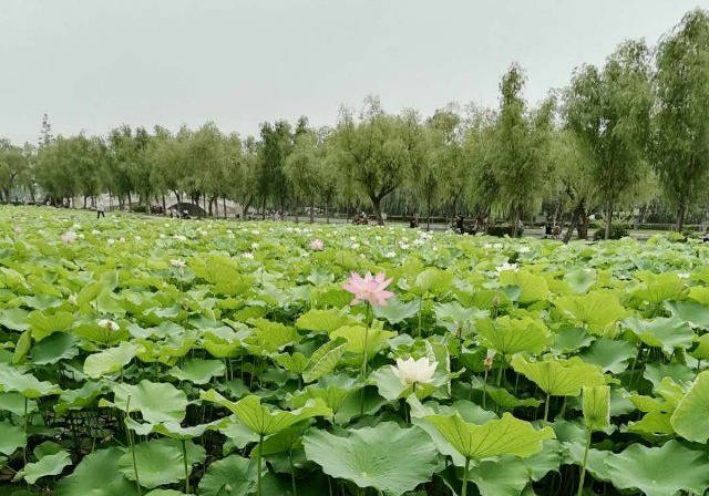 黑石青荷本人照片图片